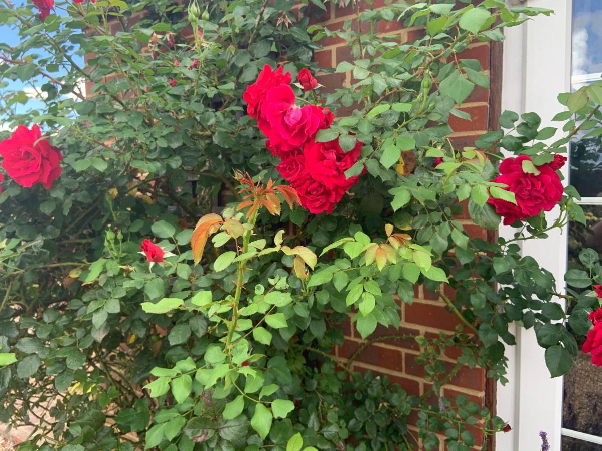 Rose Cottage Rye Zewnętrze zdjęcie